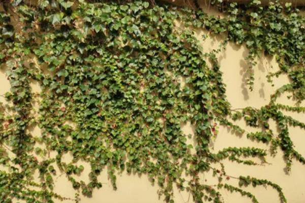 爬山虎的花语,寓意坚持不懈、以柔克刚等