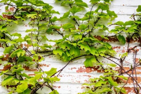 爬山虎的花语,寓意坚持不懈、以柔克刚等