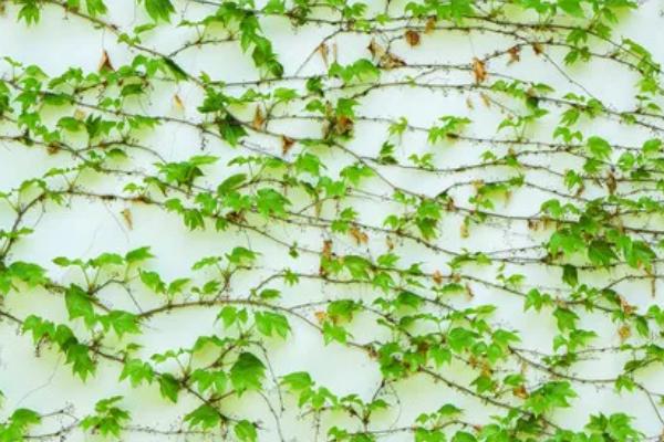 爬山虎的花语,寓意坚持不懈、以柔克刚等