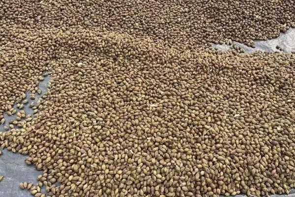 胖大海是什么树长出来的，从锦葵科、胖大海属的植物上长出