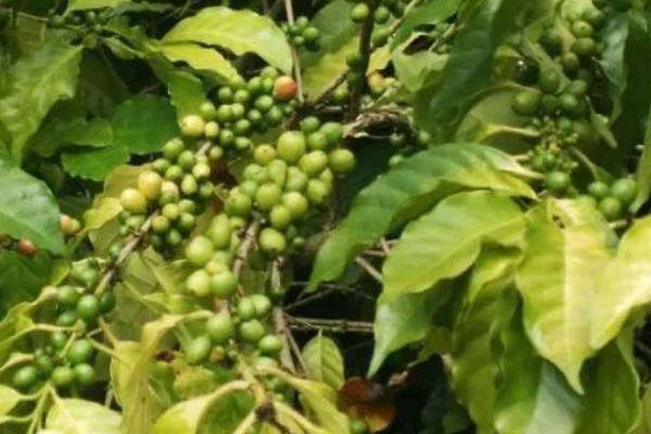 胖大海是什么树长出来的，从锦葵科、胖大海属的植物上长出