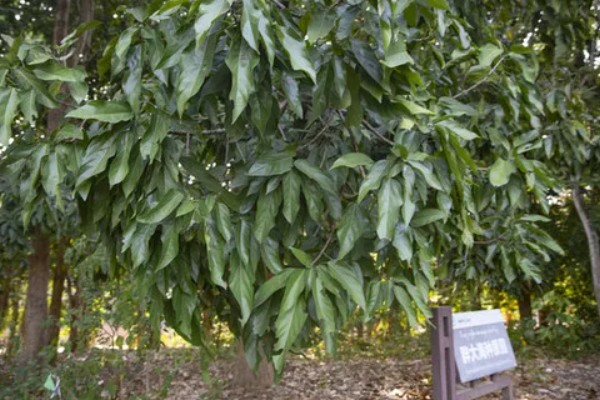 胖大海是什么树长出来的，从锦葵科、胖大海属的植物上长出