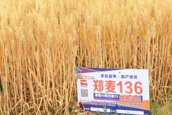 郑麦136麦种简介，全生育期为230-233天
