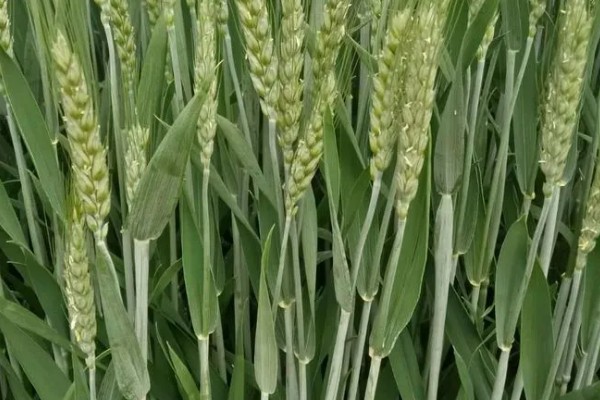 郑麦136麦种简介，全生育期为230-233天