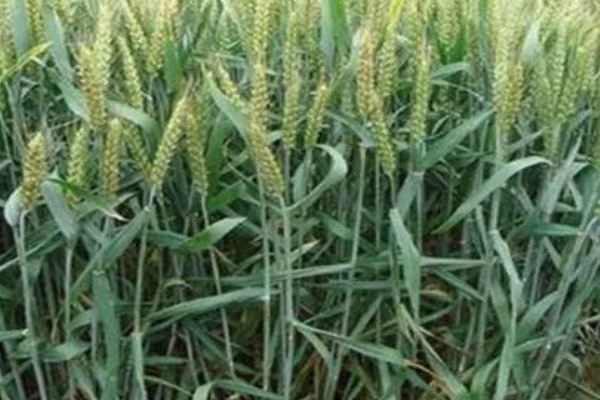 郑麦136麦种简介，全生育期为230-233天