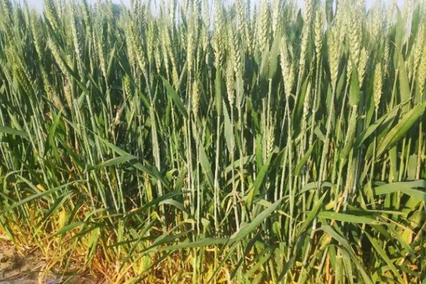 郑麦136麦种简介，全生育期为230-233天