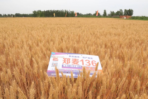 郑麦136麦种简介，全生育期为230-233天