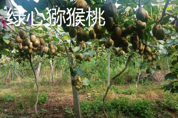 猕猴桃绿心红心黄心的区别，产地、口感、果型均不同