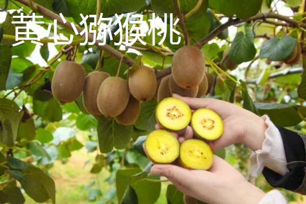 猕猴桃绿心红心黄心的区别，产地、口感、果型均不同