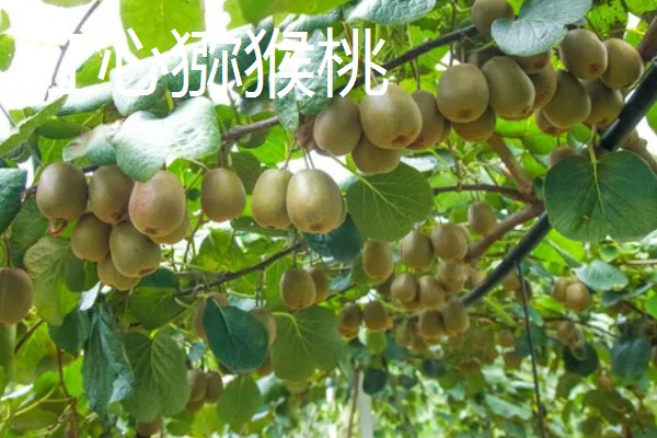 猕猴桃绿心红心黄心的区别，产地、口感、果型均不同