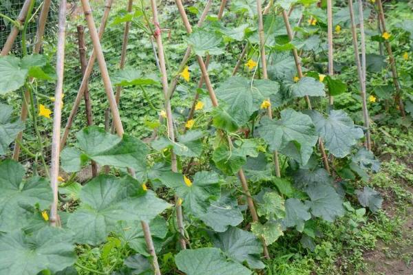 黄瓜味苦是什么原因,可能是遗传因素或施肥不当所致