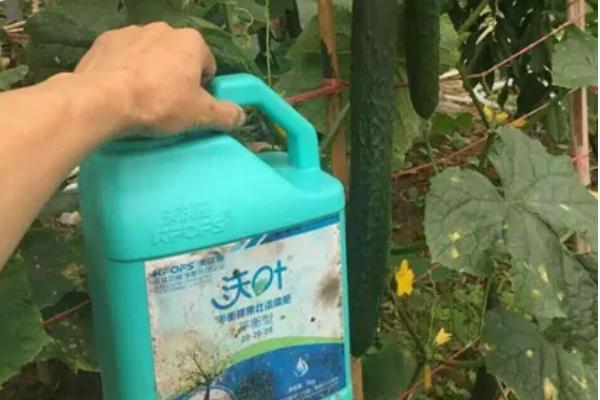 黄瓜味苦是什么原因,可能是遗传因素或施肥不当所致