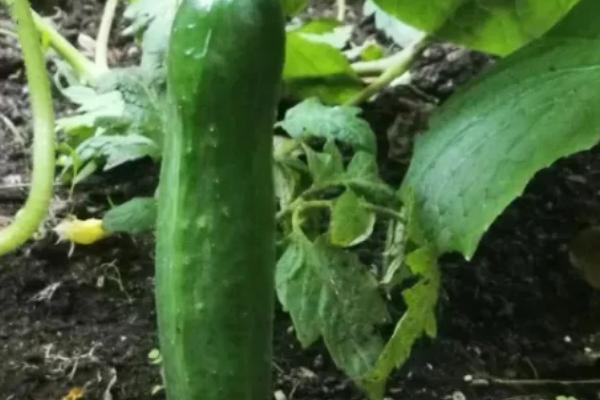 黄瓜味苦是什么原因,可能是遗传因素或施肥不当所致