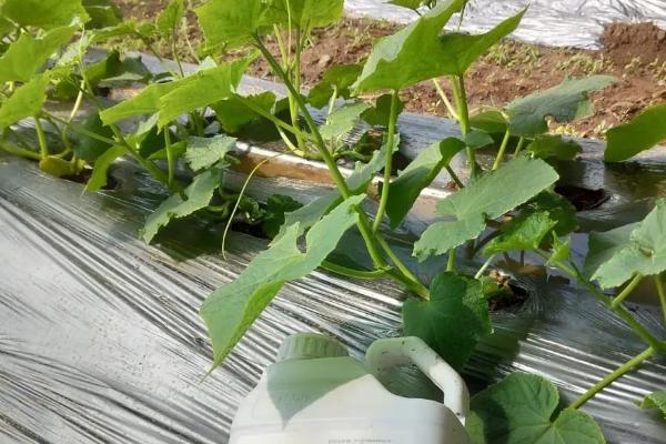 黄瓜味苦是什么原因,可能是遗传因素或施肥不当所致