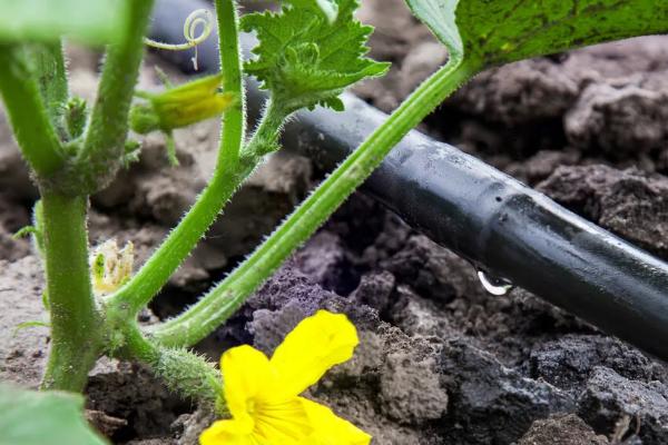 黄瓜味苦是什么原因,可能是遗传因素或施肥不当所致