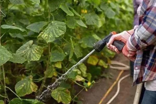 黄瓜味苦是什么原因,可能是遗传因素或施肥不当所致