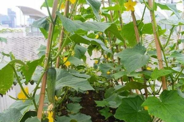黄瓜味苦是什么原因,可能是遗传因素或施肥不当所致
