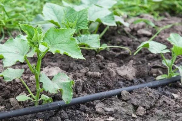 黄瓜味苦是什么原因,可能是遗传因素或施肥不当所致