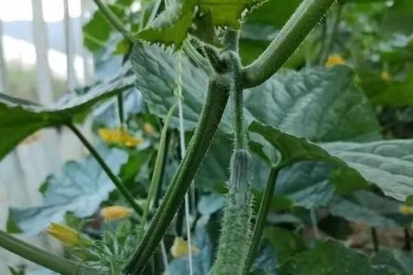 黄瓜味苦是什么原因,可能是遗传因素或施肥不当所致