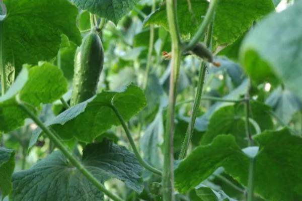 黄瓜味苦是什么原因,可能是遗传因素或施肥不当所致
