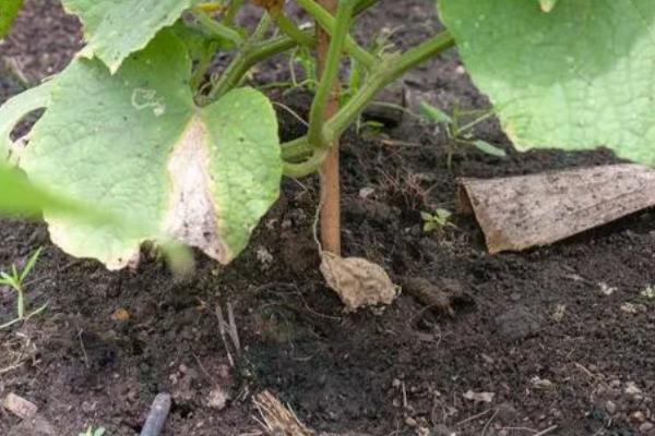 黄瓜味苦是什么原因,可能是遗传因素或施肥不当所致