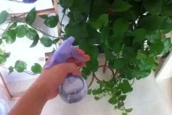 绿萝怎样才会长的块，夏季2-3天就需要浇一次水