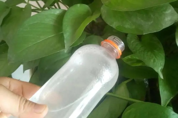 绿萝怎样才会长的块，夏季2-3天就需要浇一次水