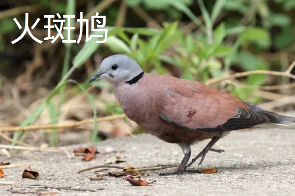 斑鸠的主要种类，常见的有火斑鸠、山斑鸠等