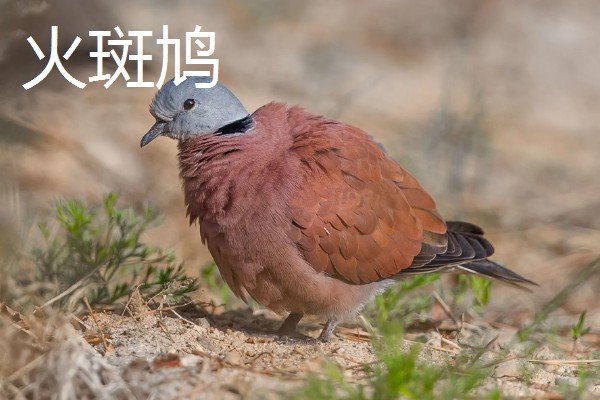 斑鸠的主要种类，常见的有火斑鸠、山斑鸠等