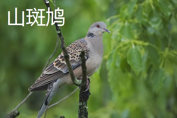 斑鸠的主要种类，常见的有火斑鸠、山斑鸠等