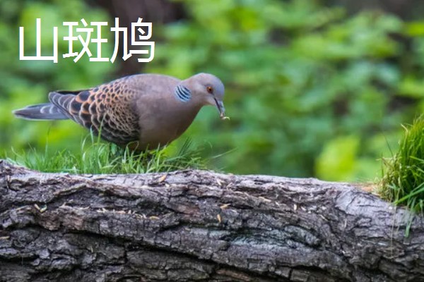 斑鸠的主要种类，常见的有火斑鸠、山斑鸠等