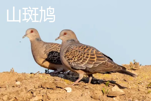 斑鸠的主要种类，常见的有火斑鸠、山斑鸠等