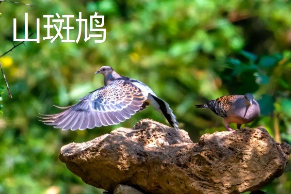斑鸠的主要种类，常见的有火斑鸠、山斑鸠等