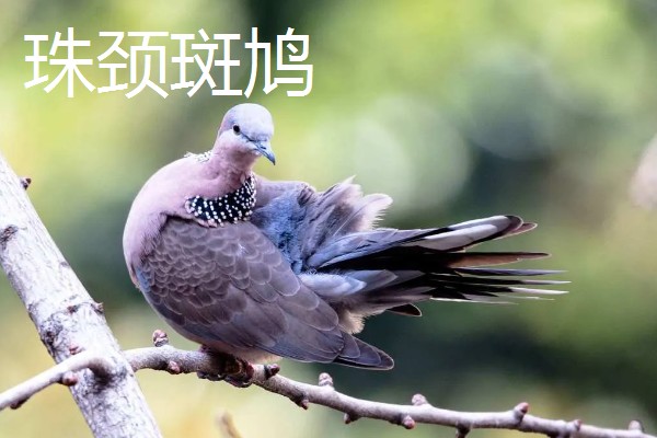 斑鸠的主要种类，常见的有火斑鸠、山斑鸠等