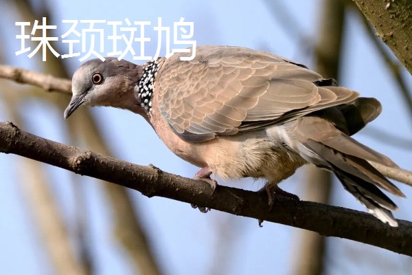 斑鸠的主要种类，常见的有火斑鸠、山斑鸠等