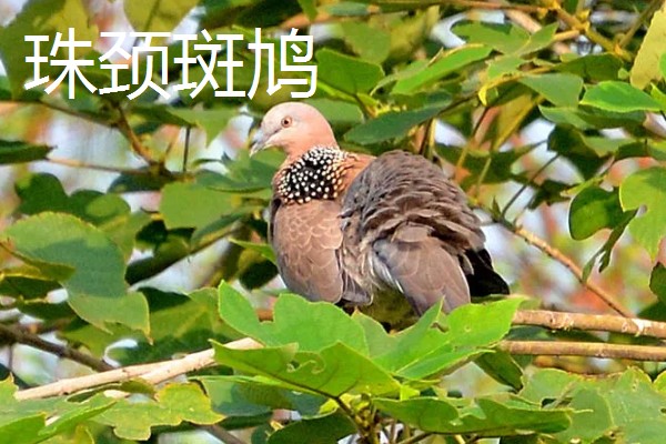 斑鸠的主要种类，常见的有火斑鸠、山斑鸠等