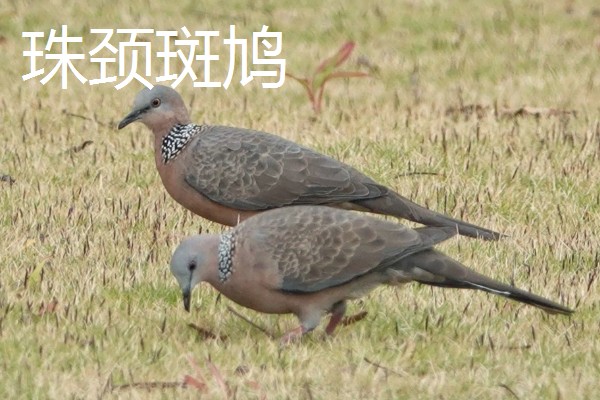 斑鸠的主要种类，常见的有火斑鸠、山斑鸠等