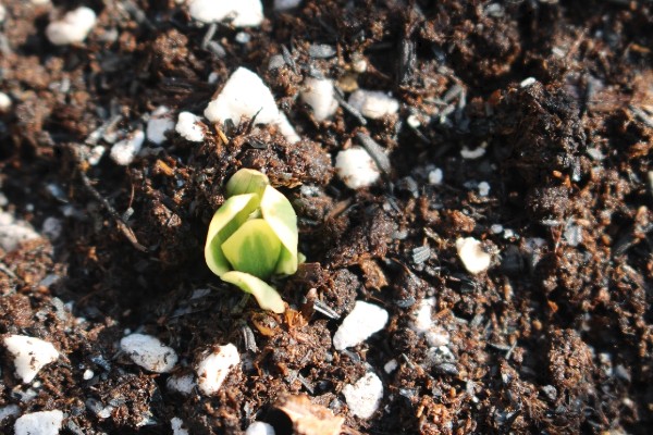 六出花的繁殖方法，可使用播种的方法进行繁殖