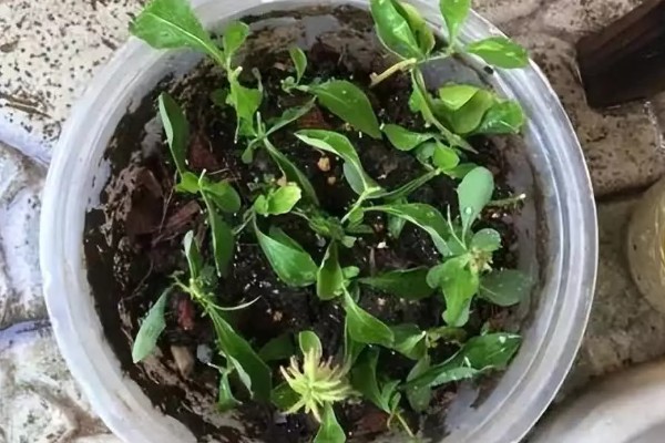 六出花的繁殖方法，可使用播种的方法进行繁殖