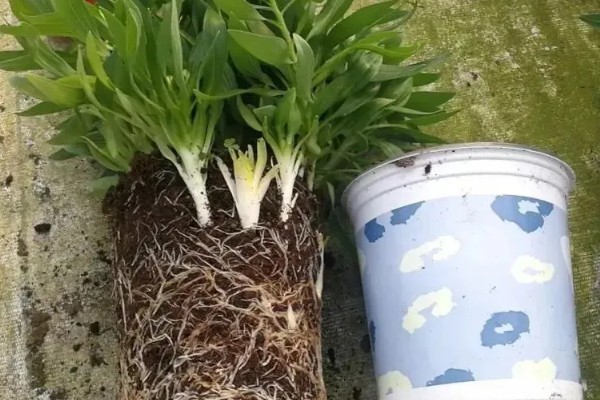 六出花的繁殖方法，可使用播种的方法进行繁殖