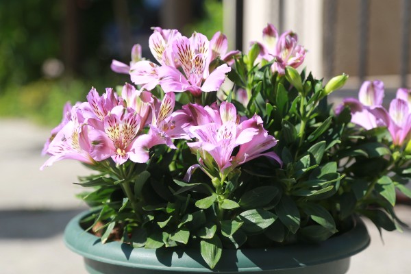 六出花的繁殖方法，可使用播种的方法进行繁殖