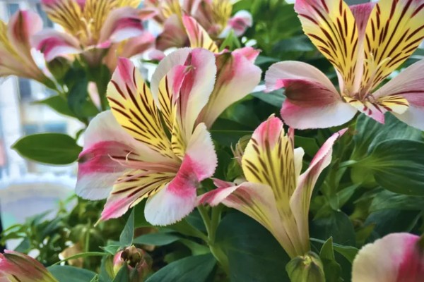 六出花的繁殖方法，可使用播种的方法进行繁殖