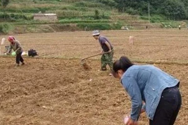 大蒜和蒜苗的区别是什么，部位和形状不同