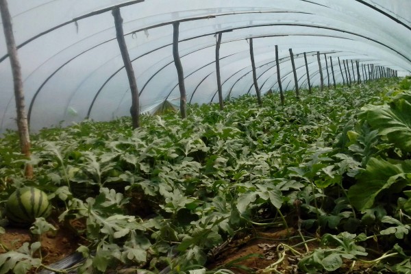 西瓜的大棚种植技术，播种期在阳历12月20号左右为宜
