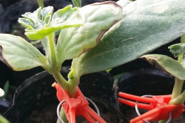 西瓜的大棚种植技术，播种期在阳历12月20号左右为宜