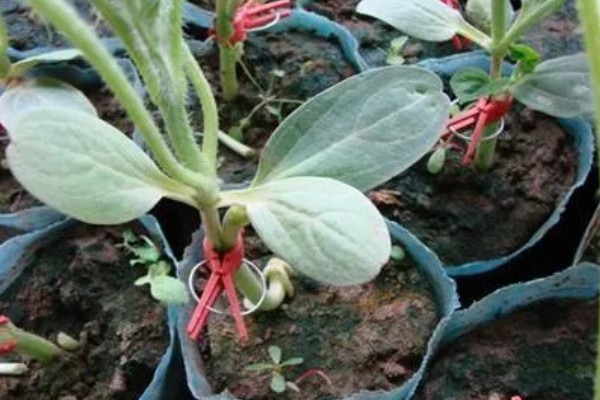 西瓜的大棚种植技术，播种期在阳历12月20号左右为宜