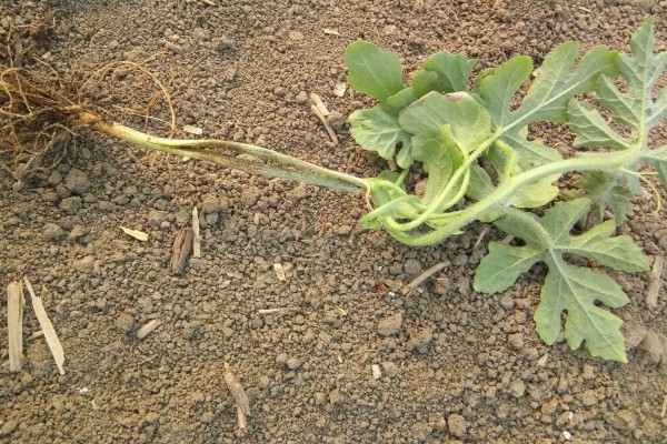 西瓜的大棚种植技术，播种期在阳历12月20号左右为宜