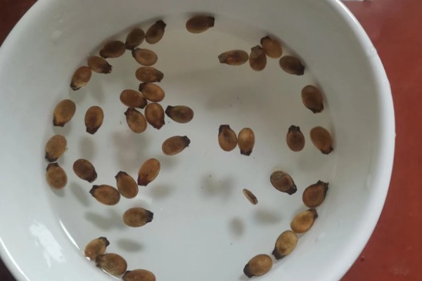 西瓜的大棚种植技术，播种期在阳历12月20号左右为宜