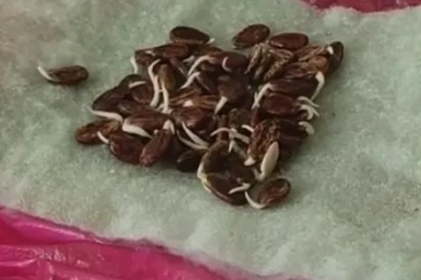 西瓜的大棚种植技术，播种期在阳历12月20号左右为宜