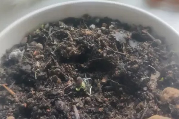 西瓜的大棚种植技术，播种期在阳历12月20号左右为宜